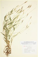 藏品(藎草)的圖片